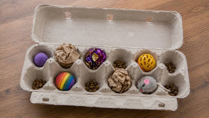 Cat Enrichment Idea: Egg Carton Treasure Hunt