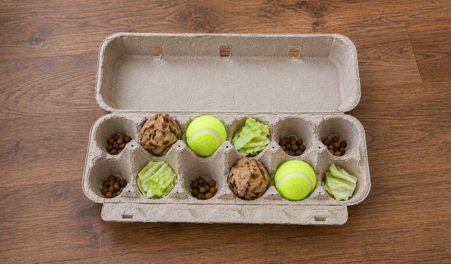 Dog Enrichment Idea: Egg Carton Treasure Hunt
