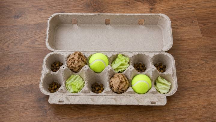 Dog Enrichment Idea: Egg Carton Treasure Hunt